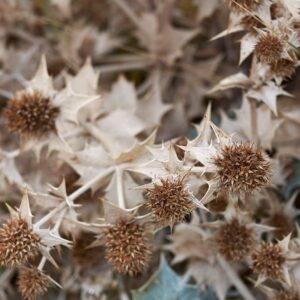 HERBO CHARDON DORE RACINE 50G